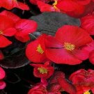 50 Pelleted Begonia Seeds Chocolates Red Garden Starts Nursery