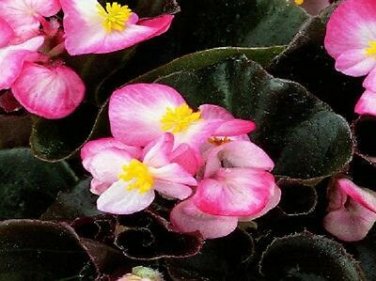 50 Pelleted Begonia Seeds Chocolates Red & White Wax Begonia Seeds