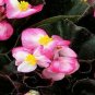 50 Pelleted Begonia Seeds Chocolates Red & White Wax Begonia Seeds