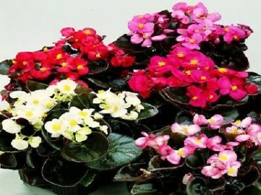 50 Pelleted Begonia Seeds Chocolates Sampler Mix BUY FLOWER SEEDS