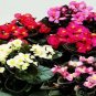 50 Pelleted Begonia Seeds Chocolates Sampler Mix BUY FLOWER SEEDS