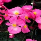 Begonia Seeds Chocolates Pink 50 Pelleted Seeds