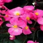 Begonia Seeds Chocolates Pink 50 Pelleted Seeds