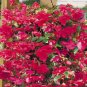15 Begonia Seeds Illumination Rose Pelleted FLOWER SEEDS illumination