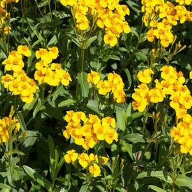 SADHE 50 Seeds Mexican Mint- Tagetes Lucida