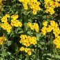 SADHE 50 Seeds Mexican Mint- Tagetes Lucida