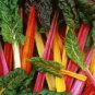 200 Seeds Swiss Chard Rainbow Mix GARDEN SEEDS