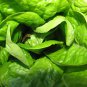 3000 Buttercrunch Lettuce Seeds Butter Crunch Seed