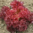 500 Lettuce Seeds Lolla Rossa Darkness Red Lettuce