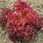 500 Lettuce Seeds Lolla Rossa Darkness Red Lettuce