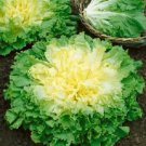 Endive Seeds Broadleaf Batavian GARDEN SEEDS 500 Seeds
