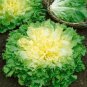 Endive Seeds Broadleaf Batavian GARDEN SEEDS 500 Seeds