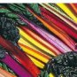 500 Swiss Chard Seeds Northern Lights Mix