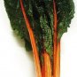 250 Swiss Chard Seeds Orange Fantasia GARDEN SEEDS