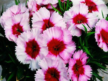 Dianthus Seeds Super Parfait Strawberry 50 PELLETED SEEDS