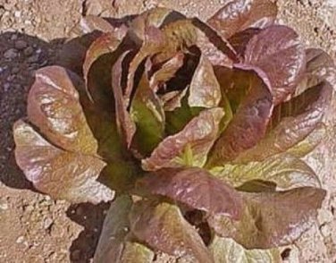 3000 Lettuce Seeds Romaine Cimmarron Red 65 Days