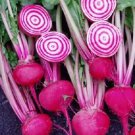 Beet Seeds Chioggia Bullseye Heirloom Beet Seeds 1000