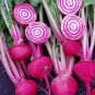 Beet Seeds Chioggia Bullseye Heirloom Beet Seeds 1000