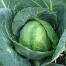 2000 Cabbage Seeds Golden Acre Seeds 65 days