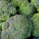 3000 Broccoli Seeds Waltham 29 Seeds 85 days