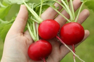 1000 Radish Seeds German Giant Huge Radish