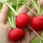 1000 Radish Seeds German Giant Huge Radish