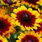 Rudbeckia Seeds To To Rustice 50 Seeds Perennial