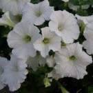 OKAOKEIYA Petunia Seeds Easy Wave White Wave Petunia 25 Pelleted Seeds