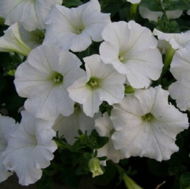 OKAOKEIYA Petunia Seeds Easy Wave White Wave Petunia 25 Pelleted Seeds