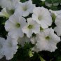 OKAOKEIYA Petunia Seeds Easy Wave White Wave Petunia 25 Pelleted Seeds