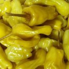 OKAOKEIYA 50 Pepperoncini Seeds Green Pepperoncini Chili Pepper