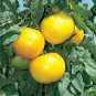 OKAOKEIYA Tomato Seeds 25 Lemon Boy Yellow Tomato Seeds F1 Variety