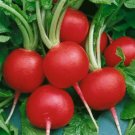 2000 Radish Seeds Champion 28 days