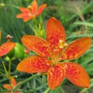 30 Blackberry Lily Perennial Seeds (Fast, Showy, Hardy) TSP