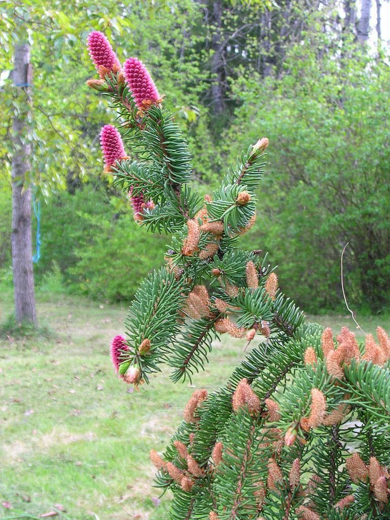 30 Norway Spruce Tree Seeds Fast Evergreen Tsp 0006