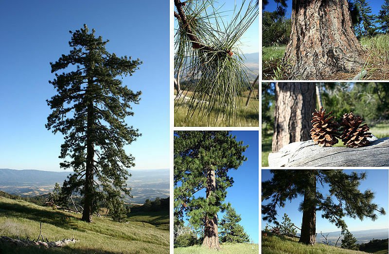 10 Ponderosa Pine Tree Seeds (Fast, Hardy, Fragrant Evergreen) TSP