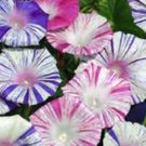 10 seeds Morning Glory Ipomoea Carnivale De Venezia