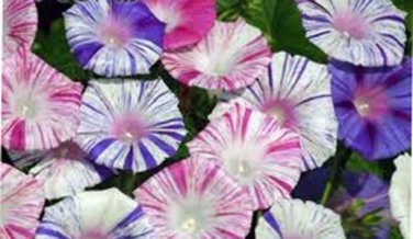 10 seeds Morning Glory Ipomoea Carnivale De Venezia