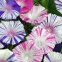 10 seeds Morning Glory Ipomoea Carnivale De Venezia