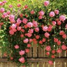 5 Pink Climbing Rose Seeds