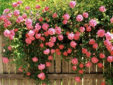 5 Pink Climbing Rose Seeds