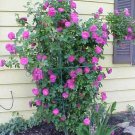 5 Purple Climbing Rose Seeds