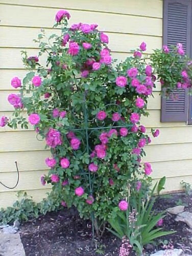 5 Purple Climbing Rose Seeds