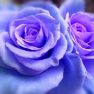 5 Blue Climbing Rose Seeds