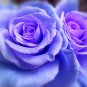 5 Blue Climbing Rose Seeds