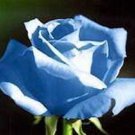 5 Blue Rose Bush Shrub Seeds