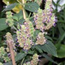 5 True Patchouli Shrub Fragrant Seeds