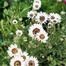 50 White Zulu Prince Cape Daisy Seeds