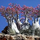 10 Mixed Desert Rose Flower Seeds