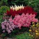 50 Mixed Colors Astilbe Bunter Seeds
